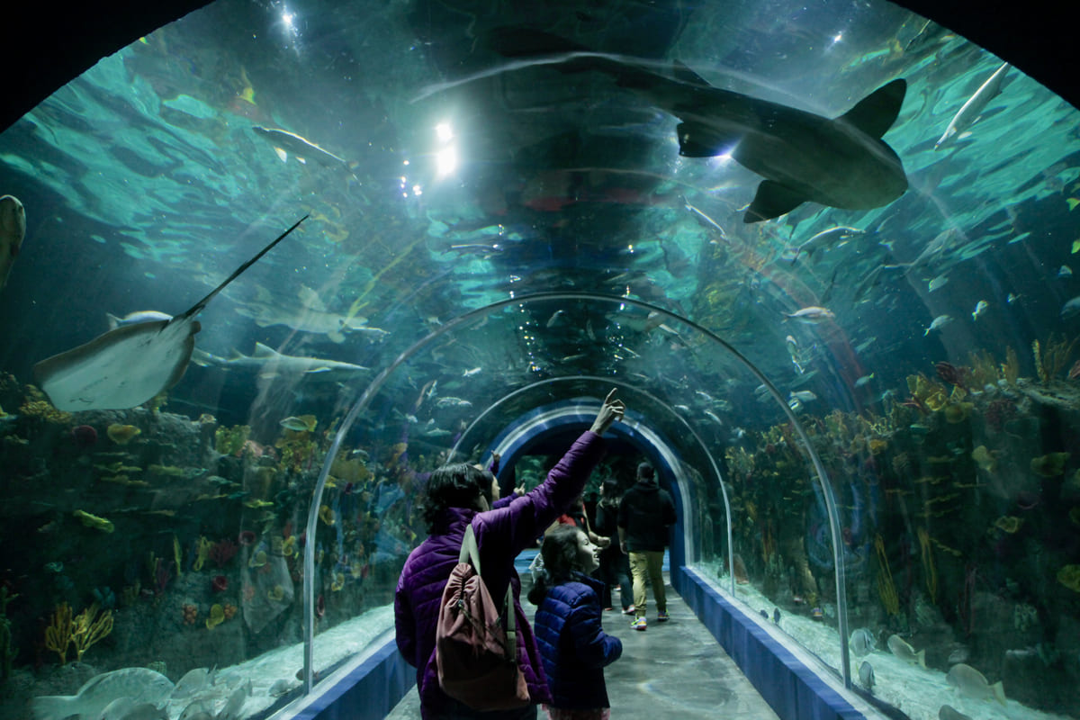 Materializando Sueños con la Integración de Acuario Michin en Paseo La Fe